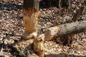 beaver-69508_1280