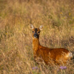 Roe deer in tall grass field