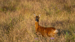 Roe deer in tall grass field