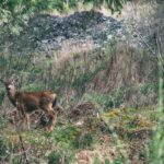 nature_animal_deer_mammal_doe_roe_standing