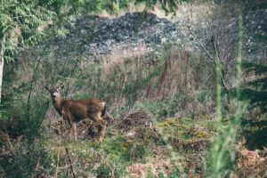 nature_animal_deer_mammal_doe_roe_standing